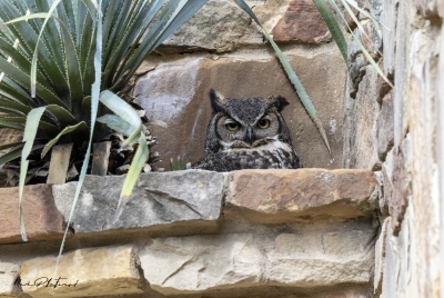 Athena Great Horned Owl 2025